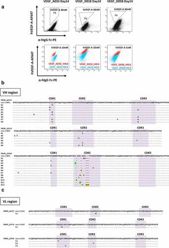 Figure 3. Affinity maturation against the model human antibodies using ADLib® KI-AMP.