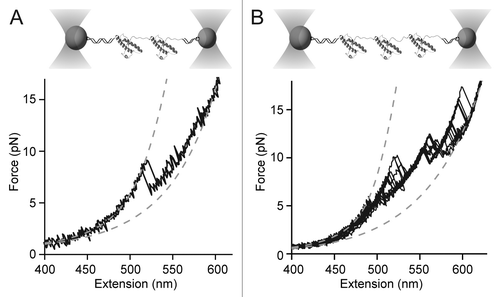 Figure 4. Force spectroscopy of PrP oligomers. (A) Dimers linked at their termini form non-native structures with multiple intermediates. (B) Trimers form even more complex non-native structures. In each case, WLC fits (dashed lines) indicate non-native contour-length changes.