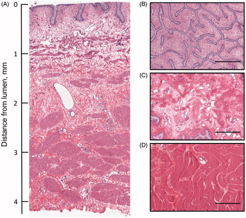 Figure 2. Orthogonal sections of the bladder wall stained with H&E. (A) Cross section (transverse) of the bladder wall with luminal surface at top. Sections parallel to the bladder lumen taken from the (B) urothelium, (C) lamina propria and (D) muscularis. Scale bar for parallel sections represents 0.5 mm.
