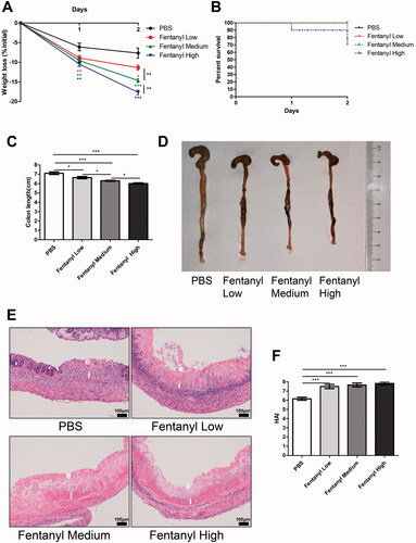 Figure 3. Fentanyl exacerbated 2,4,6-trinitrobenzenesulfonic acid solution (TNBS)-triggered colitis. Murine acute colitis was triggered by TNBS on day 0. PBS (control) or fentanyl (0.1, 0.25, or 0.5 mg/kg) was intraperitoneally administered on days 0 and 1 (n = 10 each group). Euthanasia of the mice was performed on day 2. (A) Weight change; (B) Percent survival; (C) Colon lengths; (D) Progressive stages of colitis development; (E) 100× of representative hematoxylin and eosin (H&E)-stained sections of colon (structure: e, epithelial disruption; I, inflammatory infiltration); (F) Histology activity index (HAI) based on epithelial disruption and inflammatory infiltration. Data are mean ± SEM of experiments (10 mice per group). Asterisks represent significance in fentanyl treatment group (0.1, 0.25, or 0.5 mg/kg) compared to the PBS control group in A, respectively. *p<.05; **p<.01; ***p<.001.