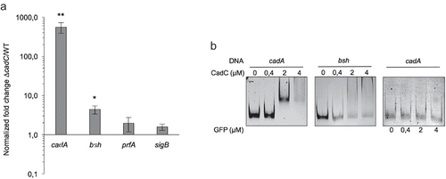 Figure 2. CadC indirectly represses bsh expression.