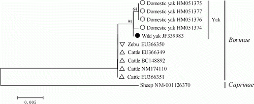 Figure 4.  Phylogenetic tree among Bovinae species constructed by NJ method based on the ORFs of MC4R gene.