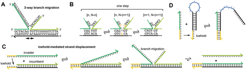 Figure 1. Nucleic acid strand displacement. a) Three-way branch migration occurs, when two identical sequences (green strands, example sequences are given for clarity) compete for binding to a complement. Shown is one of many states explored during branch migration. b) a single branch migration step consists of dissociation of one of the base-pairs at the branch point, followed by reformation of the base-pair with the alternative nucleotide on the competing strand. The process will proceed as an unbiased random walk. In the scheme, N is the total length of the strands and [n,m] denotes a state in which the strands form n and m base-pairs, respectively. c) in toehold-mediated strand displacement (TMSD), the invader contains an additional sequence complementary to the “toehold” on the incumbent-complement complex. This allows the invader to initiate a branch migration process more efficiently, ultimately resulting in displacement of the incumbent strand. d) a similar situation – relevant also to applications in riboregulation - arises when an invader attaches to and invades a nucleic acid secondary structure. Opening of the hairpin loop can be used to activate a sequence domain (blue) for binding.