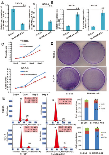 Figure 4 Cell proliferation was promoted in OSCC cell lines with lncRNA HOXA-AS2 silenced by siRNA. (A) The relative expression of lncRNA HOXA-AS2 in TSCCA and SCC-9 cells with lncRNA HOXA-AS2 silenced was examined by qRT-PCR. (B) The relative expression of miR-567 in TSCCA and SCC-9 cells with LncRNA HOXA-AS2 silenced. (C and D) The proliferation of TSCCA and SCC-9 cells with lncRNA HOXA-AS2 silenced was evaluated by the WST-1 assay and crystal violet staining. (E) Cell cycle analysis was determined in TSCCA and SCC-9 cells treated with or without silencing lncRNA HOXA-AS2. *Means P <0.05, **Means P<0.01.