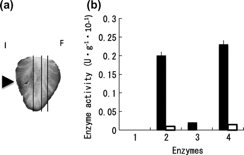 Fig. 4. Cell-wall degrading enzyme activities in the strawberry fruit lesion by B. cinerea.