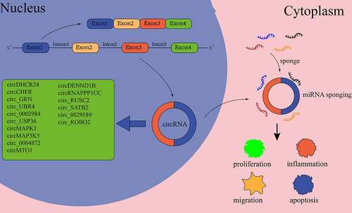 Figure 3. CircRNA in VSMCs of as.