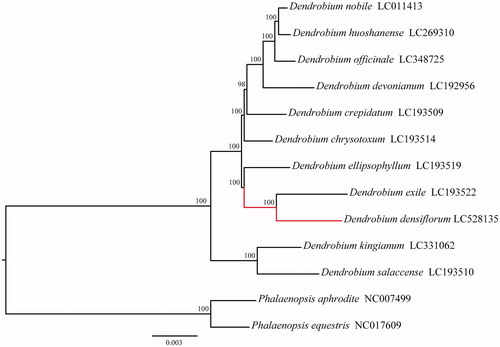 Figure 1. Maximum-likelihood tree of 11 Dendrobium species based on the whole cpDNA sequences.