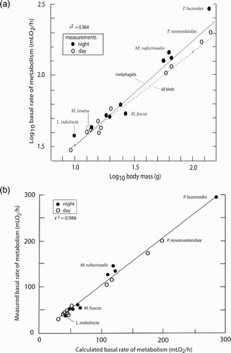 Figure 2. A, Log10 basal rate of metabolism in meliphagids as a function of log10 body mass (Equation [1]): Log10 BMR = 0.729 (log10 mass) + 0.776. The two measurements on Melithreptus lunatus are connected. Some of the species that deviate from the fitted relationship are identified. The all-bird curve is derived from McNab (Citation2009). B, The basal rate of metabolism calculated from Equation (2) as a function of the measured basal rate of metabolism.
