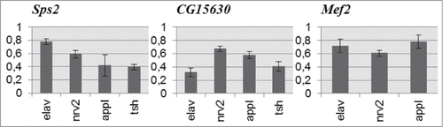 Figure 4. Expression level of Sps2, CG15630 and Mef2 genes in RNAi-mediated knockdowns relative to control. Mean expression ratios (knockdown/control) with standard errors are shown. Expression levels of all candidate genes are reduced in all experimental samples (2-sided randomization test, p < 0.05, REST 2009 software).