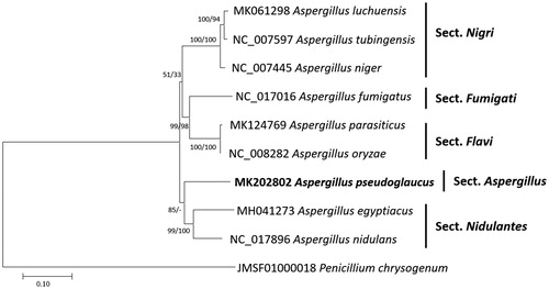 Figure 1. Neighbor joining (bootstrap repeat is 10,000) and maximum likelihood (bootstrap repeat is 1,000) phylogenetic trees of nine Aspergillus and one Penicillium mitochondrial genome: Aspergillus pseudoglaucus (MK202802, this study), Aspergillus parasiticus (MK124769), Aspergillus luchuensis (MK061298), Aspergillus egyptiacus (MH041273), Aspergillus tubingensis (NC_007597), Aspergillus nidulans (NC_017896), Aspergillus niger (NC_007445), Aspergillus oryzae (NC_008282), Aspergillus fumigatus (NC_017016), and Penicillium chrysogenum (JMSF01000018). The numbers above branches indicate bootstrap support values of neighbor joining and maximum likelihood phylogenetic trees, respectively.