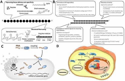 Figure 1. (A) Challenges and strategies for developing efficient and safe ssONs in the clinic. (B) Challenges and strategies for the development of efficient and safe siRNAs. (C) RNA-centric killing of a bacterium of interest can be achieved by delivering a short antisense oligomer (ASO), here a peptide nucleic acid (PNA), to sequester the 5’ region of the mRNA of an essential gene. Such ASOs are coupled to small uptake or cell-penetrating peptides that carry them inside the bacteria. The mechanisms of transport into the bacteria and whether peptide and ASO remain attached to each other, or cleaved after entry, are not completely understood. (D) Suggested mechanism for small activating RNAs. 1) The double stranded saRNA is taken up into the cell by endocytosis. 2) Then, the double stranded saRNA is loaded into an AGO2 protein. 3) The passenger strand of the saRNA is cleaved and discarded in the cytoplasm as an active saRNA–AGO2 complex is formed. 4) The AGO2 bound saRNA is actively transported into the nucleus. 5) The active saRNA–AGO2 complex binds at the promoter region of the gene sequences (complementary DNA or noncoding RNA transcripts) and associates with the RNA helicase RHA and the RNA polymerase-associated protein CTR9. The complex subsequently associates with RNA polymerase II and activates transcription of the targeted gene. 6) The nascent RNA is produced and exported into the cytoplasm to be translated.