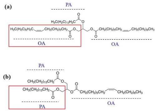 Figure 1. The structures of 1,3-dioleoyl-2-palmitoylglycerol (OPO) (a) and 1,3-palmitoylglycerol-2-dioleoyl (POP) (b) the different structure between OPO and POP was marked with red text box.Figura 1. Estructuras de 1,3-dioleoil-2-palmitoilglicerol (OPO) (a) y 1,3-palmitoilglicerol-2-dioleoil (POP) (b). La estructura diferente entre OPO y POP se indicó con un cuadro de texto rojo.