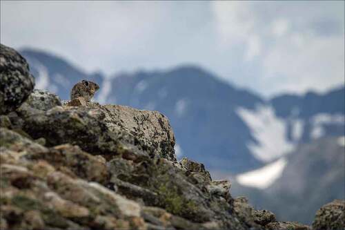 Figure 1. An American pika (Ochotona princeps) in the Rocky Mountains. Photograph courtesy of Kristi Odom.