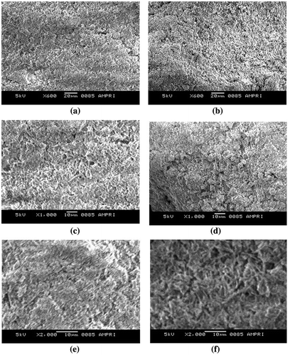Figure 5. SEM images of plain casein and (AD-X-CAS)24 film samples at (a) and (b) 600×; (c) and (d) 1000×; and (e) and (f) 2000× magnifications, respectively.