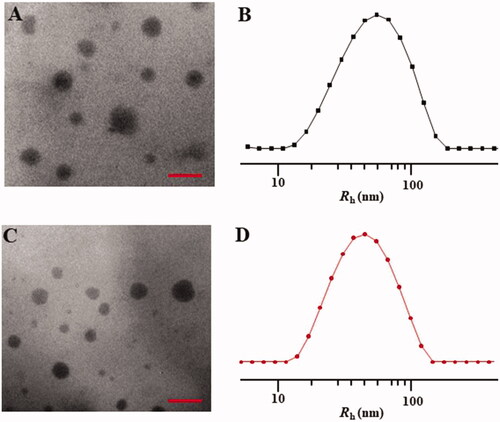 Figure 5. Typical TEM micrographs (A, C) and Rhs determined by DLS (B, D). NPs/DOX (A, B) and STP-NPs/DOX (C, D). Scale bar = 200 nm.