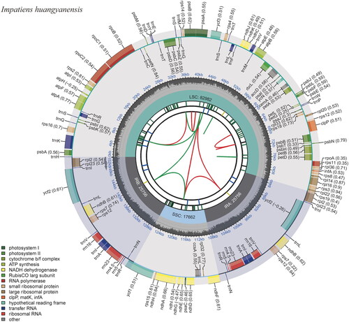 Figure 2. The chloroplast genome of Impatiens huangyanensis. The map contains six tracks. From the center outward, the first track shows the dispersed repeats, which consist of direct and palindromic repeats, connected with red and green arcs. The second track indicates the long tandem repeats as short blue bars. The third track reveals the short tandem repeats or microsatellite sequences as short bars with different colors. The colors, type of repeat they represent, and the description of the repeat types are as follows: black: c (complex repeat); green: p1 (repeat unit size = 1); yellow: p2 (repeat unit size = 2); purple: p3 (repeat unit size = 3); blue: p4 (repeat unit size = 4); orange: p5 (repeat unit size = 5); red: p6 (repeat unit size = 6). the chloroplast genome contains an LSC region, an SSC region, and two IR regions, and they are shown on the fourth track. The GC content along the genome is shown on the fifth track. Genes are color-coded according to their functional classification. The transcription directions for the inner and outer genes are clockwise and anticlockwise, respectively. The bottom left corner indicates the key for the functional classification of the genes.