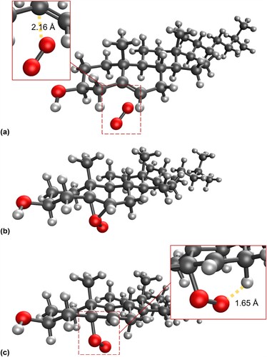 Figure 5. (a) Molecular structure of the first transition state for the addition of singlet oxygen to cholesterol at the 5 position; (b) Epoxide-like intermediate; (c) second transition state, leading to the formation of 5-hydroperoxycholesterol.