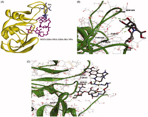 Figure 6. The docking results of HA and MTX-EDA-PEG-EDA-HA NPs with 3D structure of CD44 (A) the binding site of HA and MTX-EDA-PEG-EDA-HA NPs in CD44. (B) The conformation of HA in the binding site of CD44 and (C) the conformation of MTX-EDA-PEG-EDA-HA NPs in the binding site of CD44.