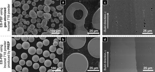 Figure 6. Inconel 718 powders produced by means of Plasma Rotating Electrode Process (PREP) and gas atomization for EB-PBF. The particle size distributions of both powders are comparable (reprinted with permission from (Zhao et al., Citation2020). Copyright Elsevier). (a) and (b): Particle morphology and cross-section of Inconel 718 powders produced by means of different approaches. (c) and (d): Microstructure of EB-PBF-fabricated Inconel 718 parts built under optimal processing conditions and using different powders.