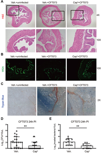 Figure 2 Nociceptor neurons mediate bladder epithelial function and bacterial load during UPEC infection Vehicle-treated mice were randomly divided into uninfected or infected group. Caph mice were infected equivalent CFT073 (5 x 107 CFUs). (A) H&E Staining of bladders from groups “vehicle-uninfected”, “vehicle-infected” and “Caph-infected” (n=6). (B) Representative images of WGA-FITC in superficial bladder epithelial cells (n=4). (C) Representative images of trypan blue staining in bladders (n=4). (D) Bacterial load recovery (log10 CFU) from urine in “Caph-infected” or “vehicle-infected” group (n =22-24; **P < 0.01). (E) Ex vivo gentamicin protection assays representing invaded bacteria in “Caph-infected” or “vehicle-infected” group (n =12; **P < 0.01).