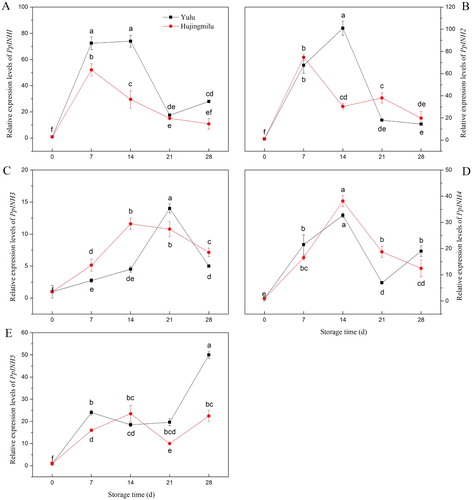 Figure 4. Relative expression of INH genes in peach fruit (‘Yulu’ and ‘Hujingmilu’) stored at 5°C. (A: PpINH1, B: PpINH2, C: PpINH3, D: PpINH4, E: PpINH5). Values are the means ± SE of triplicate assays. Different letters indicate a significant difference (P < 0.05) using Duncan's multiple range test.