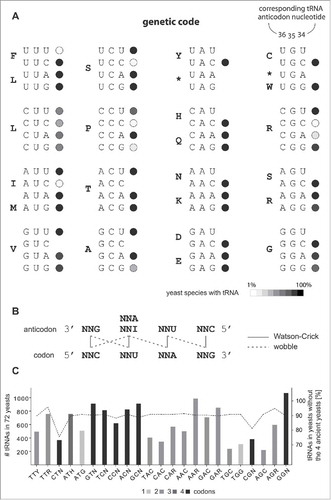 Figure 1. Genetic code decoding diversity in Saccharomycotina yeasts. (A) tRNA genes were identified in 72 completely sequenced yeast species and their presence plotted onto the genetic code. The scheme shows that most yeasts translate mRNAs using the same set of tRNAs. For some codons cognate tRNAs were only found in single or a few yeast species. For 10 sense codons cognate tRNAs were not found at all. (B) The scheme shows the decoding of a family box by isoacceptor tRNAs using standard Watson-Crick and wobble base-pairing. (C) The bar graph contrasts the total numbers of isoacceptor tRNAs from the 72 yeast species. The family box and 2-codon set tRNAs from leucine, serine and arginine have been separated. The dotted line links the percentage of tRNAs contributed by the 68 Saccharomycetaceae/Debaryomycetaceae/Pichiaceae yeasts. The remaining part is the number of tRNAs contained in the 4 most ancient yeasts Yarrowia lipolytica, Nadsonia fulvescens, Candida caseinolytica and Lipomyces starkeyi. These 4 yeasts have generally higher tRNA copy numbers than other yeasts. While percentages for most isoacceptor tRNAs are similar, the CUN and CGN tRNA numbers are strikingly lower in the 68 Saccharomycetaceae/Debaryomycetaceae/Pichiaceae yeasts.