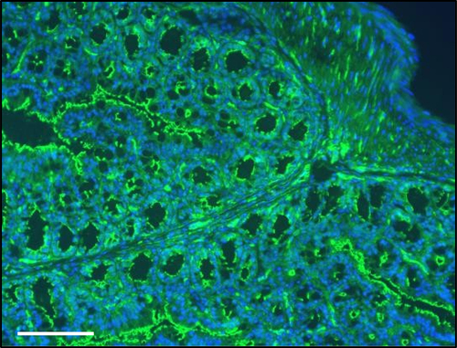 Figure 5. Photomicrograph of immunofluorescence (IF) preparation of colon stained with ZO-1. Nuclei are stained in blue. Staining was performed in 5 μm sections from paraffin embedded colon from a C57Bl/6J mouse 20 weeks age fed with chow diet. mounting. Scale = 100 μm.