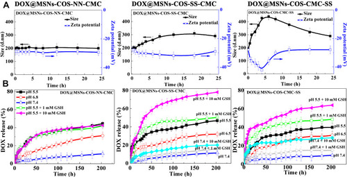 Figure 3 Drug release analysis of DOX@MSNs-COS-NN-CMC, DOX@MSNs-COS-SS-CMC and DOX@MSNs-COS-CMC-SS. (A) Particle size and zeta potential variation of DOX-loaded nanoparticles at pH 7.4 and 10 mM GSH. (B) Drug release of DOX-loaded nanoparticles at different pH and glutathione variation.Abbreviations: MSNs, mesoporous silica nanoparticles; DOX, doxorubicin hydrochloride; COS, chitosan oligosaccharide; COS-SS, disulfide-containing chitosan oligosaccharide; COS-NN, non-cleavable chitosan, diallyl disulfide was replaced by N,N′-methylenebisacrylamide; CMC, carboxymethyl chitosan; CMC-SS, disulfide-containing carboxymethyl chitosan; GSH, glutathione.