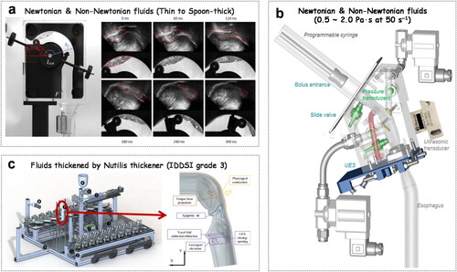 Figure 6. In-vitro simulation equipment: (a) the cambridge throat; (b) sketch of the gothenburg pharynx model; (c) Overview and side view of the Swall-E swallowing robot.(a) is adapted from Ref. (Mowlavi et al. Citation2016) with permission from Elsevier, Copyright 2016. (b) is adapted from Ref. (Qazi et al. Citation2019), and (c) is adapted from Ref. (Fujiso et al. Citation2018).
