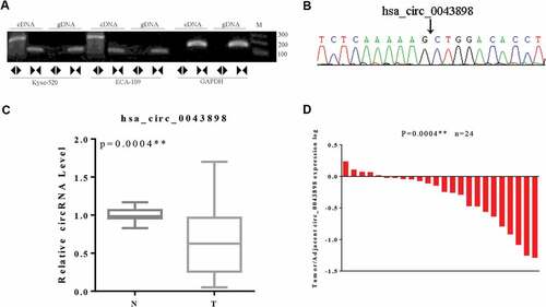 Figure 4. Validation of the circular structure of circ0043898. A. The cDNA of circ0043898 can be amplified by both divergent and convergent primers, but gDNA can be amplified only by convergent primers. B. Spliced joint position was validated using Sanger sequencing. C. RT-PCR for in total of 24 pairs of specimens proved that circ0043898 was down-regulated in the esophageal cancerous tissues. D. Plot graph for the expression level of circ0043898 in 24 pairs of specimens.