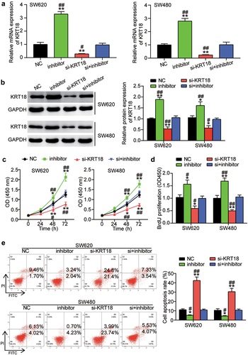 Figure 5. MiR-186-3p suppresses cell proliferation and viability, and promotes cell apoptosis through downregulating KRT18 expression.