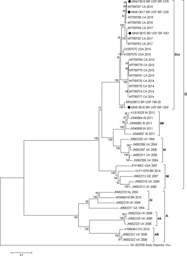 Figure 1. Phylogenetic tree including CAstV Brazilian strains and representative nucleotide sequences of each CAstV group and subgroup. The tree was inferred using MEGA 7 software (Pennsylvania State University, PA, USA) with the neighbor-joining method and 1000 bootstrap replicates. The evolutionary distances were computed using the Jukes-Cantor method. Avian nephritis virus was used as external group. Black circles show the strains used in this study.