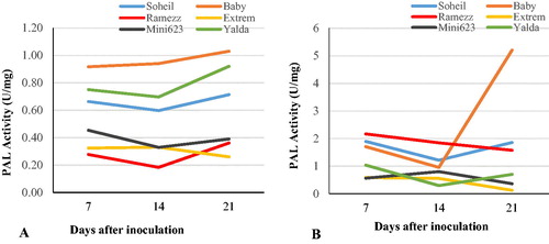 Figure 5. Trends of changes in phenylalanine ammonia-lyase (PAL) activity in the six cucumber genotypes after inoculation with P. melonis Uninoculated (control) genotypes (A) vs. inoculated genotypes (B) from day 7 to day 21.