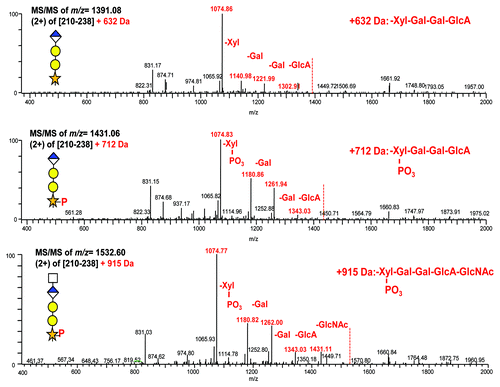 Figure 6. MS spectra obtained from CID activation of different forms of the linker tryptic peptide [210–238]. Top panel: Peptide + 632 Da; Xyl-Gal-Gal-GlcA. Middle panel: Peptide + 712 Da; Xyl-[PO3]-Gal-Gal-GlcA. Bottom panel: Peptide + 915 Da; Xyl-[PO3]-Gal-Gal-GlcA-HexNAc. Direct attachment of phosphate to xylose is shown by the loss of Xyl-[PO3] as a single entity (indicated by the intense 1180.8 fragment ion). As shown in Figure 5, following alkaline phosphatase treatment, a similar mass of the peptide + 915 Da can appear; however, the MS/MS properties are different, indicating sulfation rather than phosphorylation.