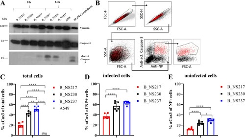 Figure 4: The impact of NS1 C-terminus variation on apoptosis induction in human cells infected with H5N8 clade 2.3.4.4 viruses. Active (i.e. cleaved) caspase-3 was detected in A549 cells after infection with an MOI of 0.1 for 8 and 24 h at 37°C. Cells treated with 20 µM Camptothecin were used as a positive control. Detection was performed with an anti-caspase-3 antibody using ECL-substrate and X-ray film (A). The amount of activated caspase-3 was quantified using flow cytometry after infection of A549 cells at an MOI of 0.1 for 24 h (B-E). Cells were stained with a primary mouse-anti-NP antibody (ATCC-HB65) and a caspase-3 PE labelled antibody. Signals were analysed via FACS with gating for either all cells (C), NP positive cells only (D), or NP negative cells only (E). Asterisks indicate statistical significance based on p values * < 0.05, ** < 0.01, *** < 0.005, **** < 0.0005.