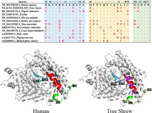 Figure 4. Differences of the key regions of ACE2 combined with SARS-CoV between tree shrew and human