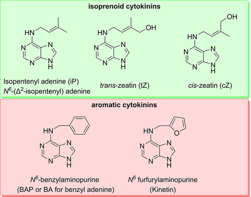 Figure 2. Molecular structure of exemplary representatives of cytokinins. Cytokinins are classified by their side chain as isoprenoid and aromatic cytokinins. Isoprenoid cytokinins (shown in the green box) are represented by isopentenyl adenine, dihydro-zeatin, trans-zeatin and cis-zeatin, while the examples for aromatic cytokinins (red box) are benzyl adenine and kinetin. Citation43,Citation48.
