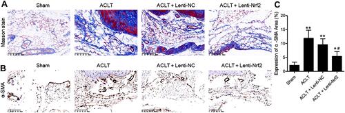 Figure 2 Overexpressing Nrf2 suppresses synovial fibrosis in a murine model of PTOA. (A) Masson’s staining of synovial samples from mice in the indicated treatment groups was conducted. Scale bar=100 µm. (B) α-SMA expression in synovial samples was evaluated via immunohistochemistry. Scale bar = 100 µm. (C) The α-SMA-positive synovial area was quantified as a fraction of overall synovial area. Data are means ± SD. n = 5/group. *p<0.05, **p<0.01 vs Sham. #p<0.05 vs ACLT model group.