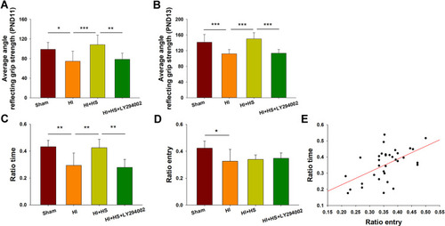 Figure 7 HS treatment improves neurobehavioral responses following HI via the Akt pathway. (A) Performance of mice in the grip strength test at PND11 indicating the average angle at which mice fell from the wire mesh for the Sham, HI, HI + HS and HI+HS+LY294002 groups (N = 11, 10, 10 and 11, respectively). (B) Performance of mice in the grip strength test at PND13 indicating the average angle at which mice fell from the wire mesh for the Sham, HI, HI + HS and HI+HS+LY294002 groups (N = 11, 10, 9 and 11, respectively). (C and D) Performance of the mice in the Y-maze test at PND 35 for mice in the Sham, HI, HI + HS and HI+HS+LY294002 groups (N = 8, 10, 8 and 8, respectively) indicating (C) Ratio time and (D) Ratio entry. (E) Relationship between the number of arm entries and the time spent within each arm (correlation coefficient = 0.560, p < 0.01; N = 34). Values represent the mean ± SD, *p < 0.05, **p < 0.01, ***p < 0.001 according to ANOVA.