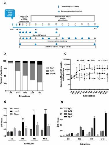 Figure 1. Induction of EGF-specific humoral immune response in NSCLC patients. (a) Vaccination and sampling schedules during CIMAvax-EGF immunotherapy. (b) Percent of vaccinated patients classified as poor antibody responders (PAR), good antibody responders (GAR) and super-good antibody responders (SGAR) during the induction phase of vaccination schedule. (c) EGF-specific antibody titers elicited in NSCLC patients from GAR (n = 85), PAR (n = 27) and control (n = 28) groups during 1 y of vaccination. Serum EGF IgG antibody titers were determined by ELISA at indicated time points and presented as the inverse of serum dilution. Significant differences were found among GAR, PAR and control curves according to Generalized Linear Model (P < .0001). D) IgG response to EGF-derived peptides from vaccinated patients classified as GAR (n = 40). Antibody levels against different regions of EGF molecule were determined by ELISA at indicated time points and presented as values of absorbance at 405 nm. Asterisks (*) represent significant differences according to Dunn’s test: **P < .01, ***P < .001. E) Levels of EGF-specific IgG subclasses from 40 vaccinated patients. Serum levels of EGF-specific IgG1, IgG2, IgG3 and IgG4 levels were determined by ELISA using subclass-specific antibodies and presented as values of absorbance at 405 nm. Asterisks (*) represent significant differences according to Dunn’s test: *P < .05, ***P < .001.