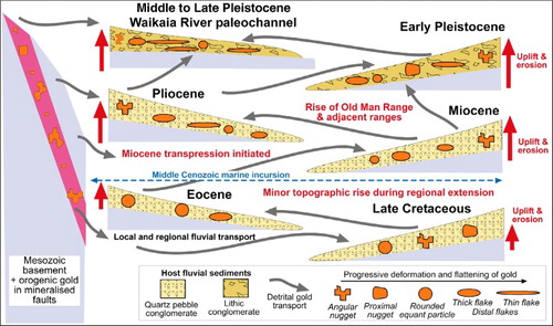 Figure 13. Cartoon summary of progressive accumulation of detrital gold via recycling of sediments and erosion of primary basement gold during long-term uplift in the region between Central Otago and Eastern Southland that became the Waikaia River catchment (Figure 1B,D). The complex history yields co-existing detrital gold particles with diverse morphologies reflecting variable transport-related deformation histories in a small area.