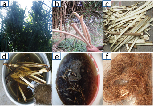 Figure 1. From extraction to alkali treatment of FSPRF (a) FSP plant (b) Prop roots (c) Prop roots cut into thin sheet (d) Water retting of prop roots (e) Chemical treatment of FSPRF (f) AFSPRF dried under sunlight.