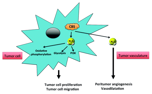 Figure 1. Stimulation of colorectal cancer cell growth, proliferation, migration, and peritumor angiogenesis and blood flow by the CBS/H2S axis. CBS utilizes l-cysteine and L-homocysteine to produce H2S in colorectal cancer cells. H2S acts as a mitochondrial electron donor, thereby stimulating oxidative phosphorylation. In addition H2S stimulates glycolysis via activation of GAPDH, most likely via its post-translational modification (sulfhydration). These responses facilitate ATP production, which is essential for growth, proliferation, and cell movement. Moreover, CBS-derived H2S may act an endogenous activator of the PI3K pathway, a classical pro-growth signaling pathway. Tumor-derived H2S may also diffuse out of the tumor tissue, thereby reaching peritumoral and intratumoral vascular tissue, where it increases the supply of the tumor cell with blood and nutritients via stimulation of neovessel formation (tumor angiogenesis) as well as by acting as a local vasodilator hormone.