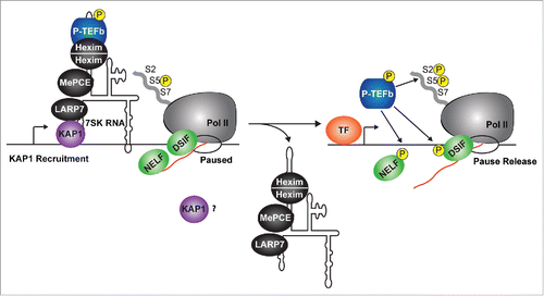 Figure 3. The 7SK snRNP complex is present at the promoters of most Pol II transcribed genes. The 7SK snRNP is recruited onto promoter-proximal regions through KAP1. Here, the P-TEFb kinase is directly released from the 7SK snRNP complex (by the mechanisms described in Fig. 2) and ‘on-site' activation (Pol II, DSIF, and NELF phosphorylation) occurs at the targeted gene. It remains unclear what the fate of KAP1 and the core 7SK snRNP is once P-TEFb has been released from the promoter-proximal region. TF, transcription factor.