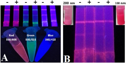 Figure 2. The influence of color and diameter of FMs in the development of FMIC. (A) Visual signals of red (580/605), green (505/515), and blue (365/415) FMs on the FMIC under the ultraviolet lamp. (B) Visual signals of red (580/605) FMs with different diameters on the FMIC under the ultraviolet lamp, and the inset photograph is the FMs with different diameters in visible light.