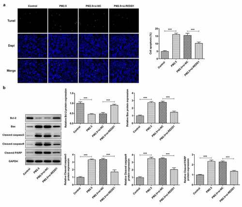 Figure 3. REDD1 inhibition attenuates PM2.5-induced BEAS-2B cell apoptosis