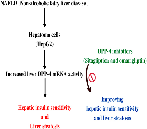 Figure 6 Non-alcoholic fatty liver disease results in an increased level of DPP-4 expression leads to hepatic insulin sensitivity and liver steatosis but sitagliptin and omarigliptin improve the conditions.