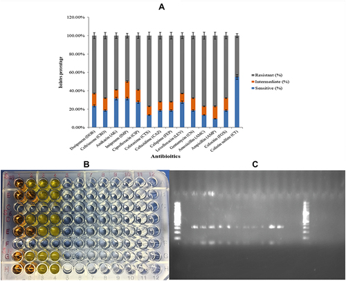 Figure 2 (A) Comparative analysis of resistance against different antibiotics maximum resistance in (Gray) against ampicillin. While least was against colistin shown in (Blue). (B) Determination of colistin resistance through rapid polymyxin NP test. (C) Detection of PCR product for mcr-1 gene through gel electrophoresis.