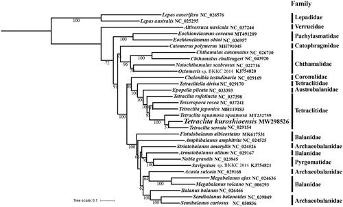 Figure 1. The maximum-likelihood phylogenetic tree based on 13 PCGs nucleotide sequences of Tetraclita kuroshioensis and other mitochondrial genomes from Cirripedia.
