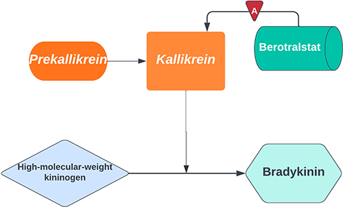 Figure 1 Mechanism of action of berotralstat. A. Berotralstat binds to plasma kallikrein and decreases its enzymatic activity. Repritned from Ann Allergy Asthma Immunol, 104, Kaplan AP, Joseph K. The bradykinin-forming cascade and its role in hereditary angioedema. 104:193–204, Copyright (2010), with permission from Elsevier.Citation14